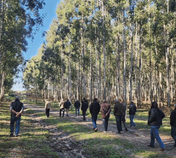 Directores visitaron la plantación forestal del Campo Santa María