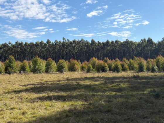 El Directorio supervisó el patrimonio forestal de Caja Prever