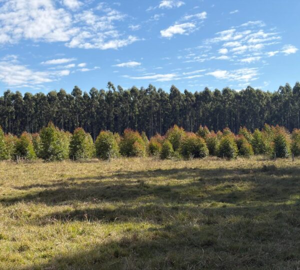 El Directorio supervisó el patrimonio forestal de Caja Prever